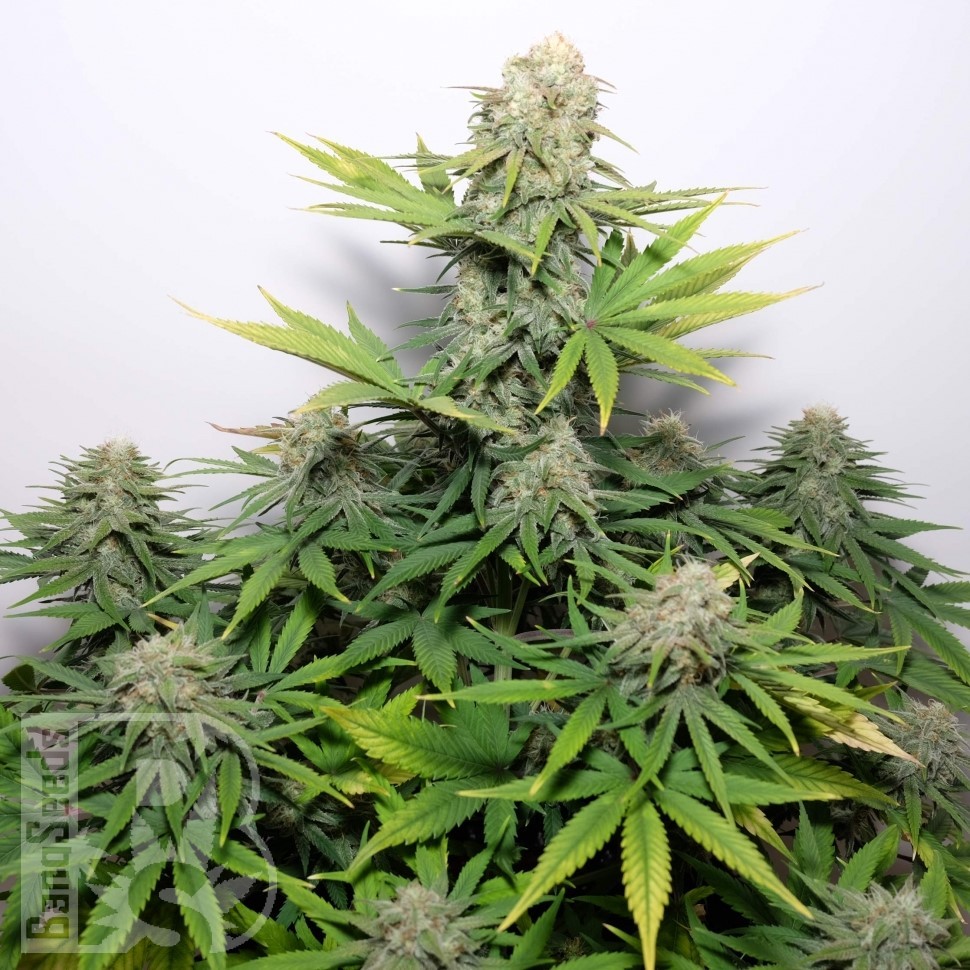 Семена конопли  Auto Talgar feminised Bang Seeds