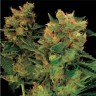 Где купить семена Hash Plant feminised Ganja Seeds