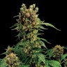 Где выбрать семена лучшего качества Hash Plant feminised Ganja Seeds