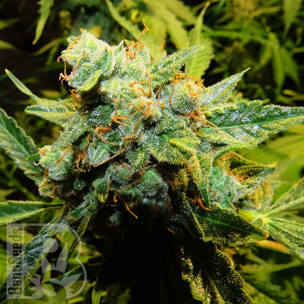 Семена конопли  Auto Northern Lights x Haze feminised Ganja Seeds