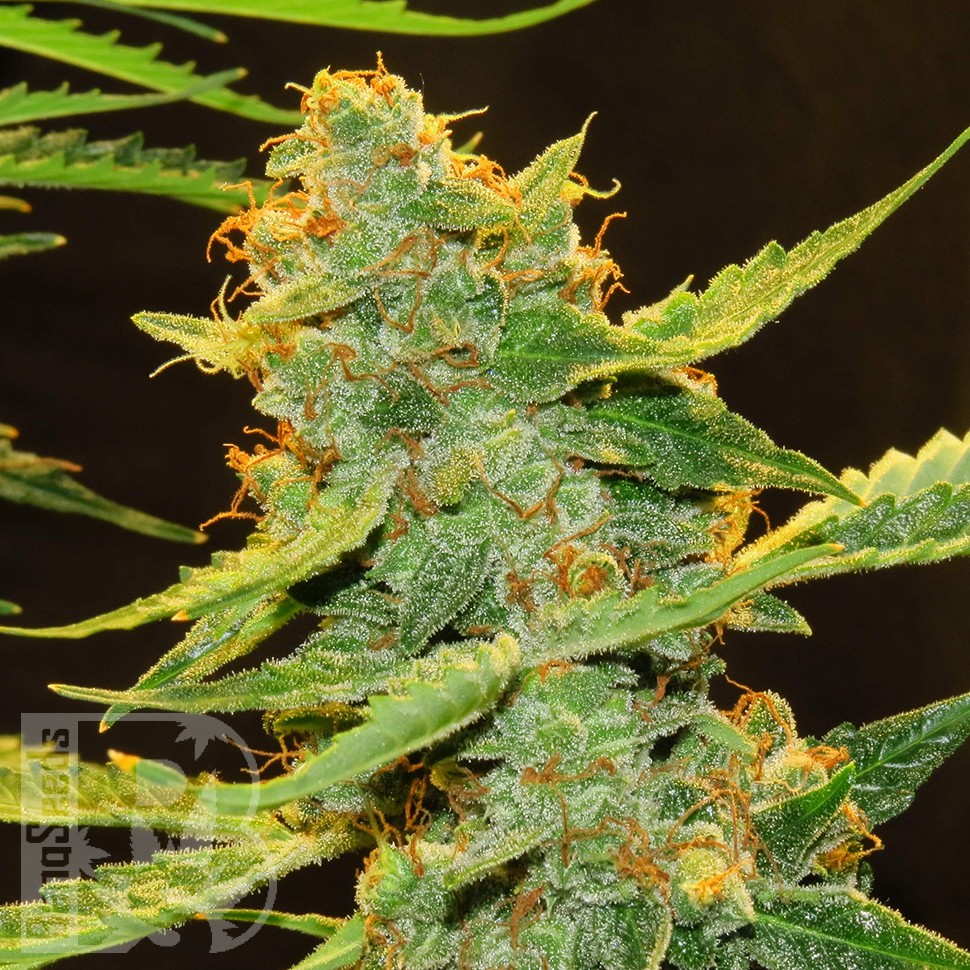 Семена конопли Auto Northern Lights x Haze feminised Ganja Seeds