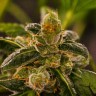 Massive Skunk feminised Ganja Seeds