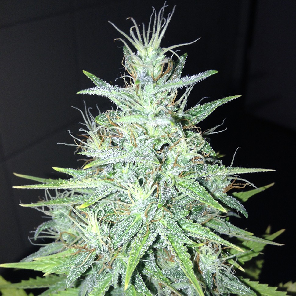 Семена марихуаны  Tutankhamon feminised Ganja Seeds