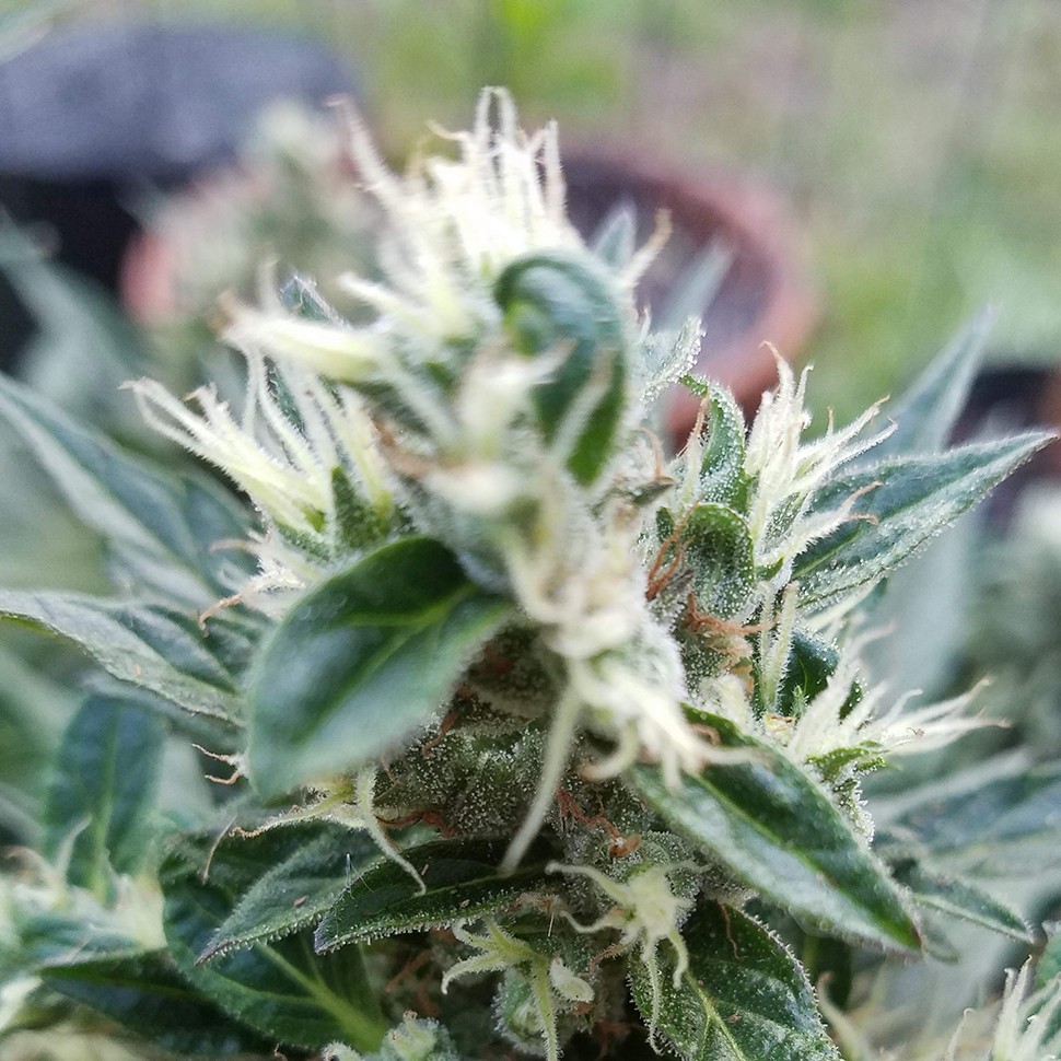 Семена ганжа  Auto Afghani regular Ganja Seeds