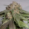 Лучшие Феминизированные семена Head Band feminised Ganja Seeds