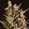 Лучший выбор семян в Интернете Head Band feminised Ganja Seeds