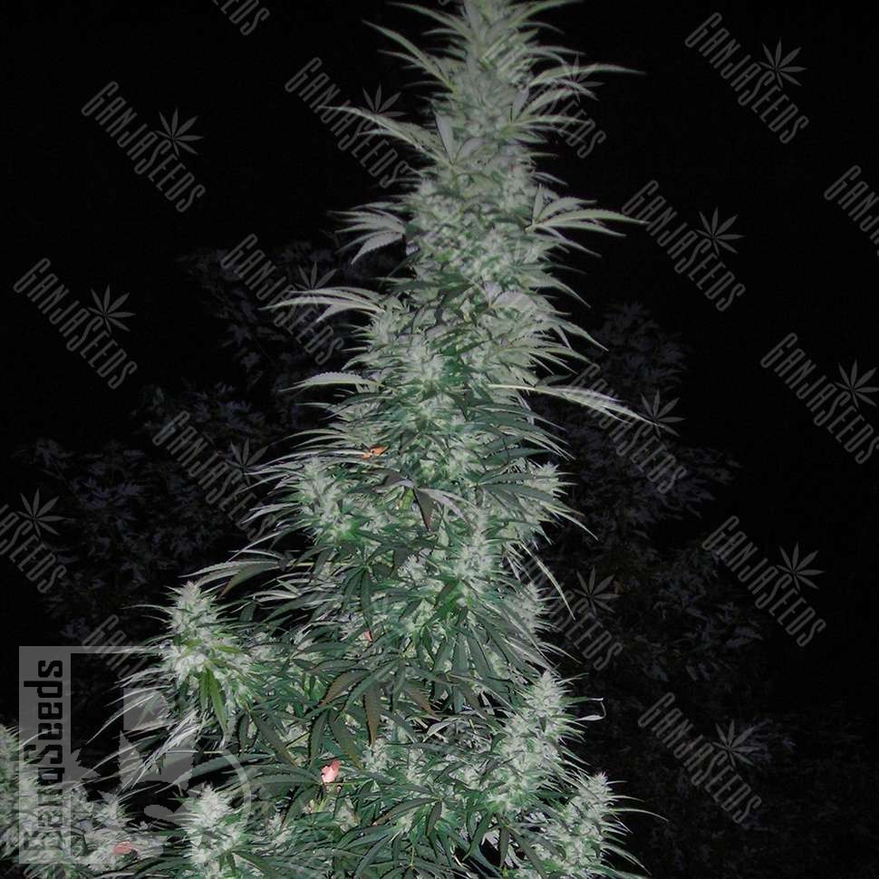 Семена марихуаны  Auto Panama Lime feminised Ganja Seeds