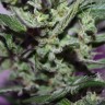 MI5 feminised Ganja Seeds