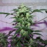 MI5 feminised Ganja Seeds