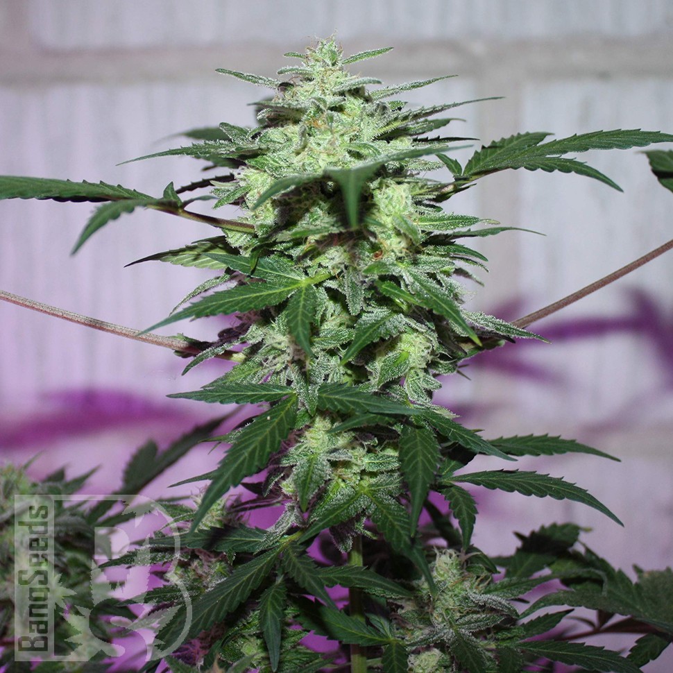 MI5 feminised Ganja Seeds