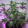 MI5 feminised Ganja Seeds