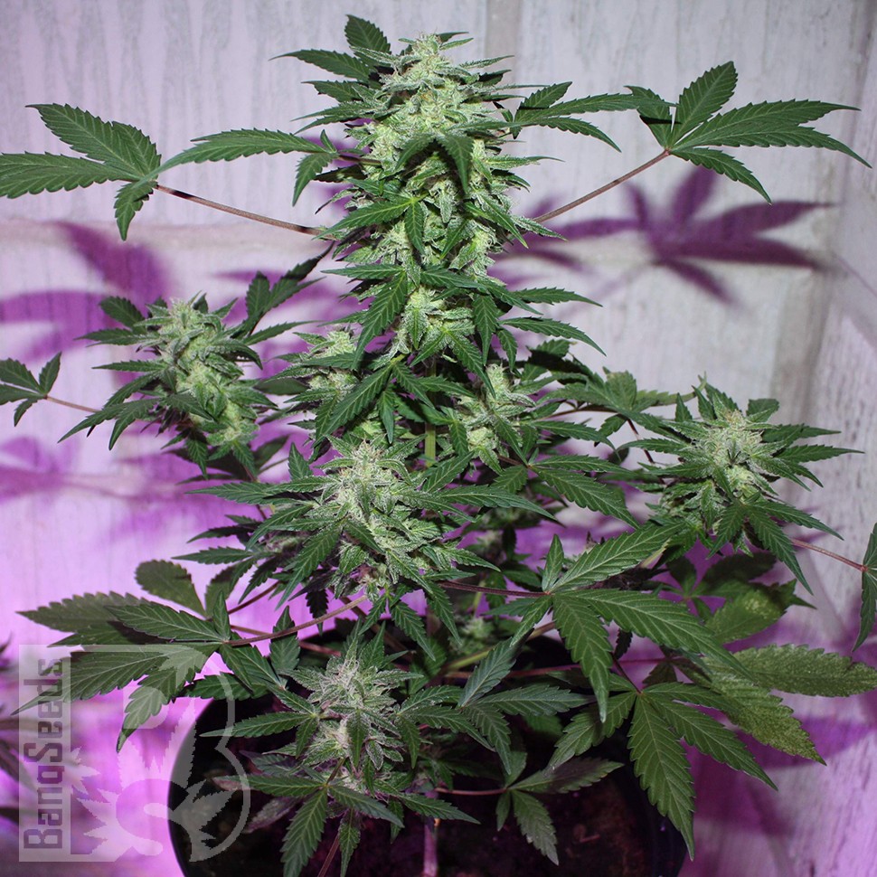 MI5 feminised Ganja Seeds