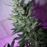 MI5 feminised Ganja Seeds