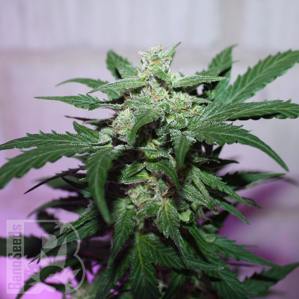 MI5 feminised Ganja Seeds