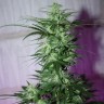 MI5 feminised Ganja Seeds