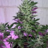 MI5 feminised Ganja Seeds