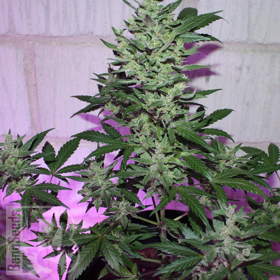 MI5 feminised Ganja Seeds