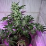 MI5 feminised Ganja Seeds