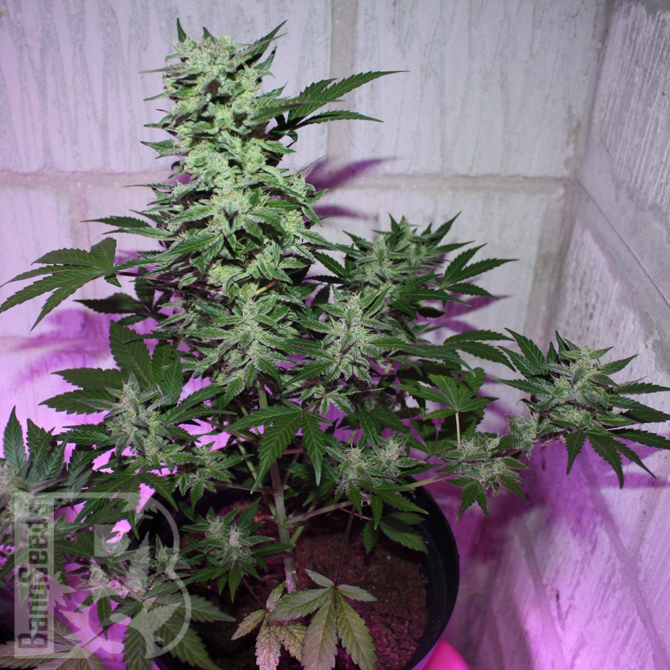 MI5 feminised Ganja Seeds