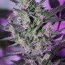 MI5 feminised Ganja Seeds