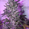 MI5 feminised Ganja Seeds