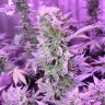 MI5 feminised Ganja Seeds