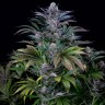 семена конопли с доставкой Silver Haze regular Ganja Seeds