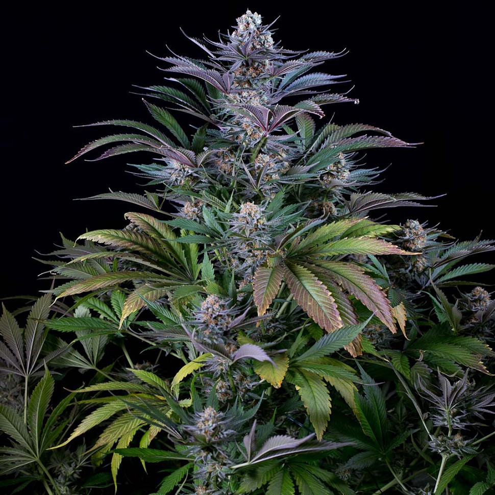 Семена  Silver Haze regular Ganja Seeds