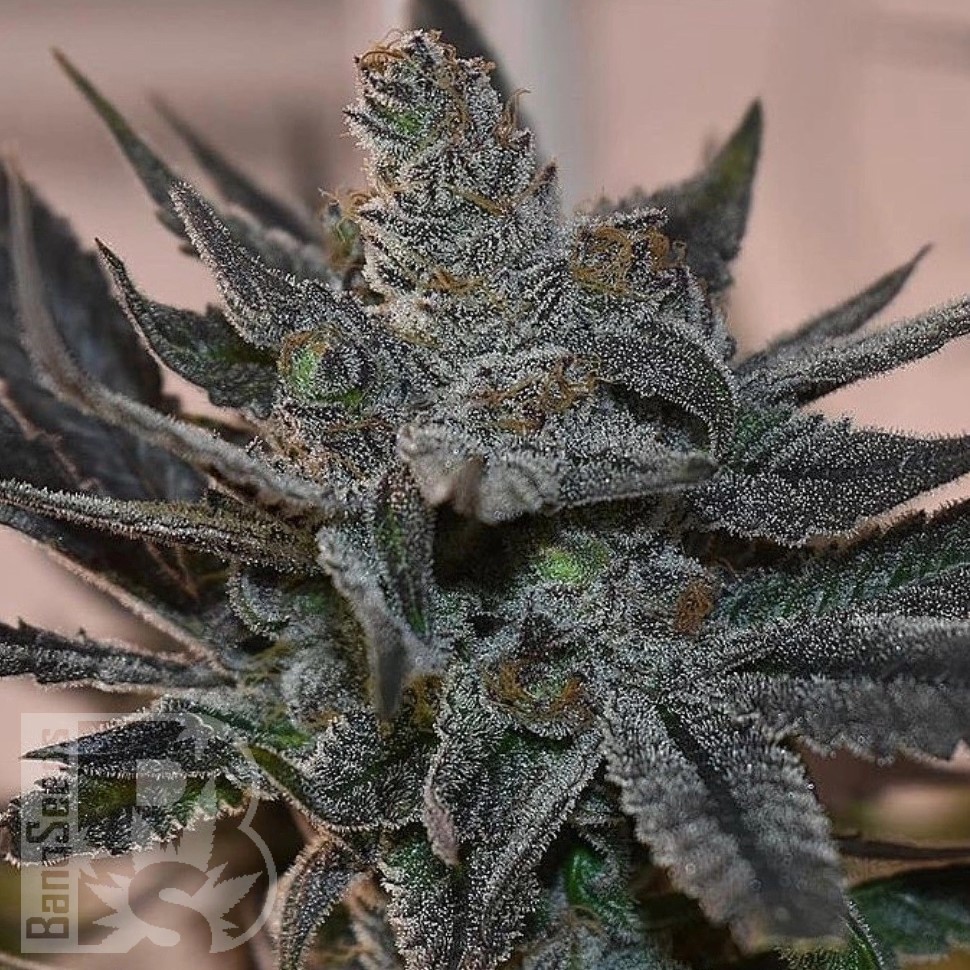 Семена  Silver Haze regular Ganja Seeds