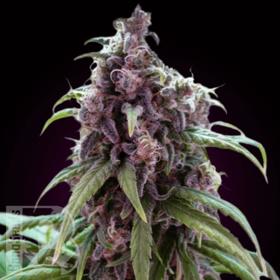 Семена  Silver Haze regular Ganja Seeds