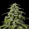 интернет магазин продажа семян конопли Early Skunk x AK feminised