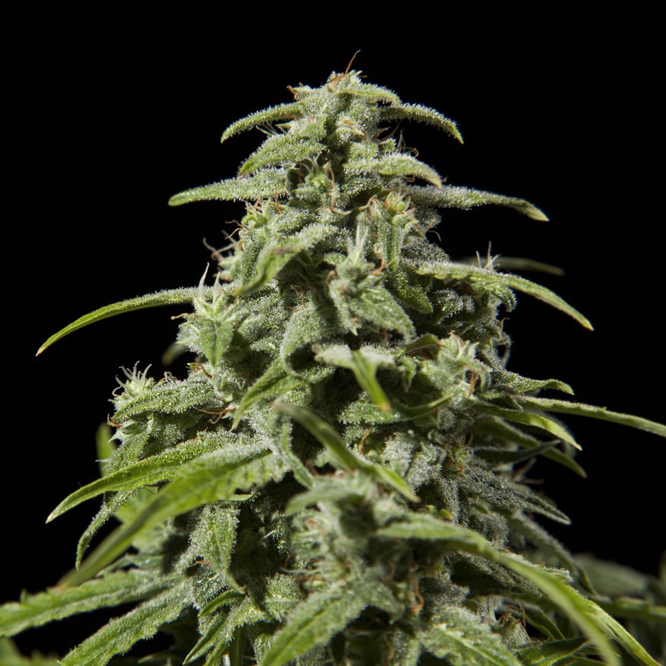 Семена марихуаны  Early Skunk x AK feminised Ganja Seeds