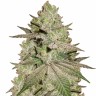 Семена марихуаны  Early Skunk x AK feminised Ganja Seeds