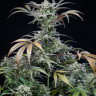 Семена марихуаны  Auto Tengiz feminised Bang Seeds