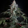 Семена марихуаны  Auto Tengiz feminised Bang Seeds