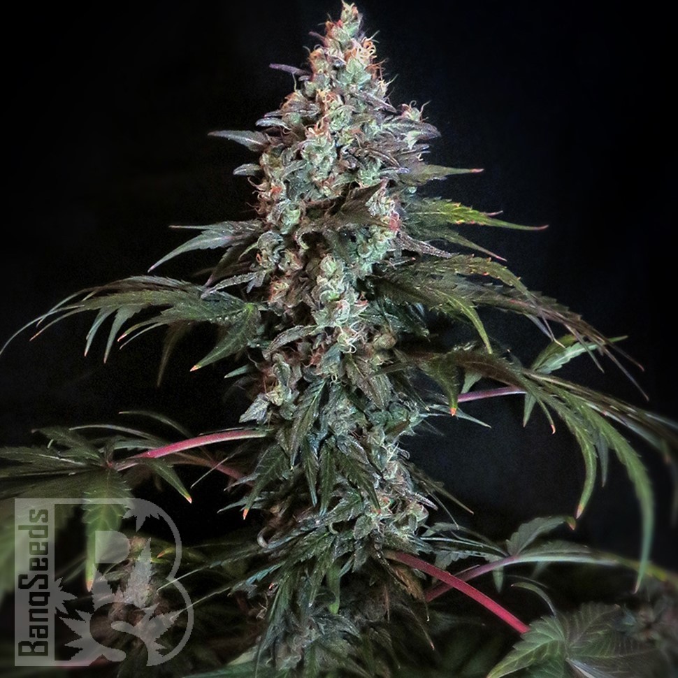 Семена марихуаны  Auto Tengiz feminised Bang Seeds