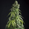 Семена марихуаны  Auto Tengiz feminised Bang Seeds