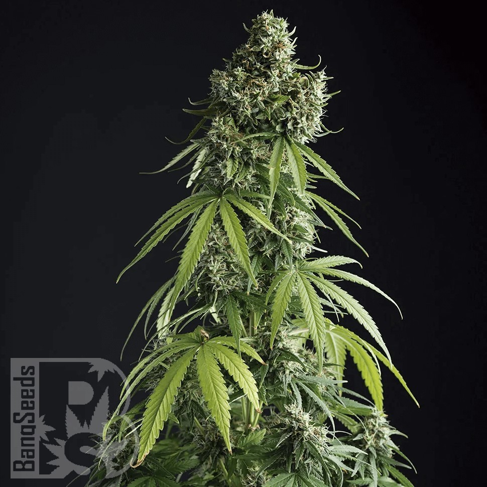 Семена марихуаны  Auto Tengiz feminised Bang Seeds