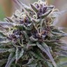 Семена Auto Purple Sunset feminised Ganja Seeds