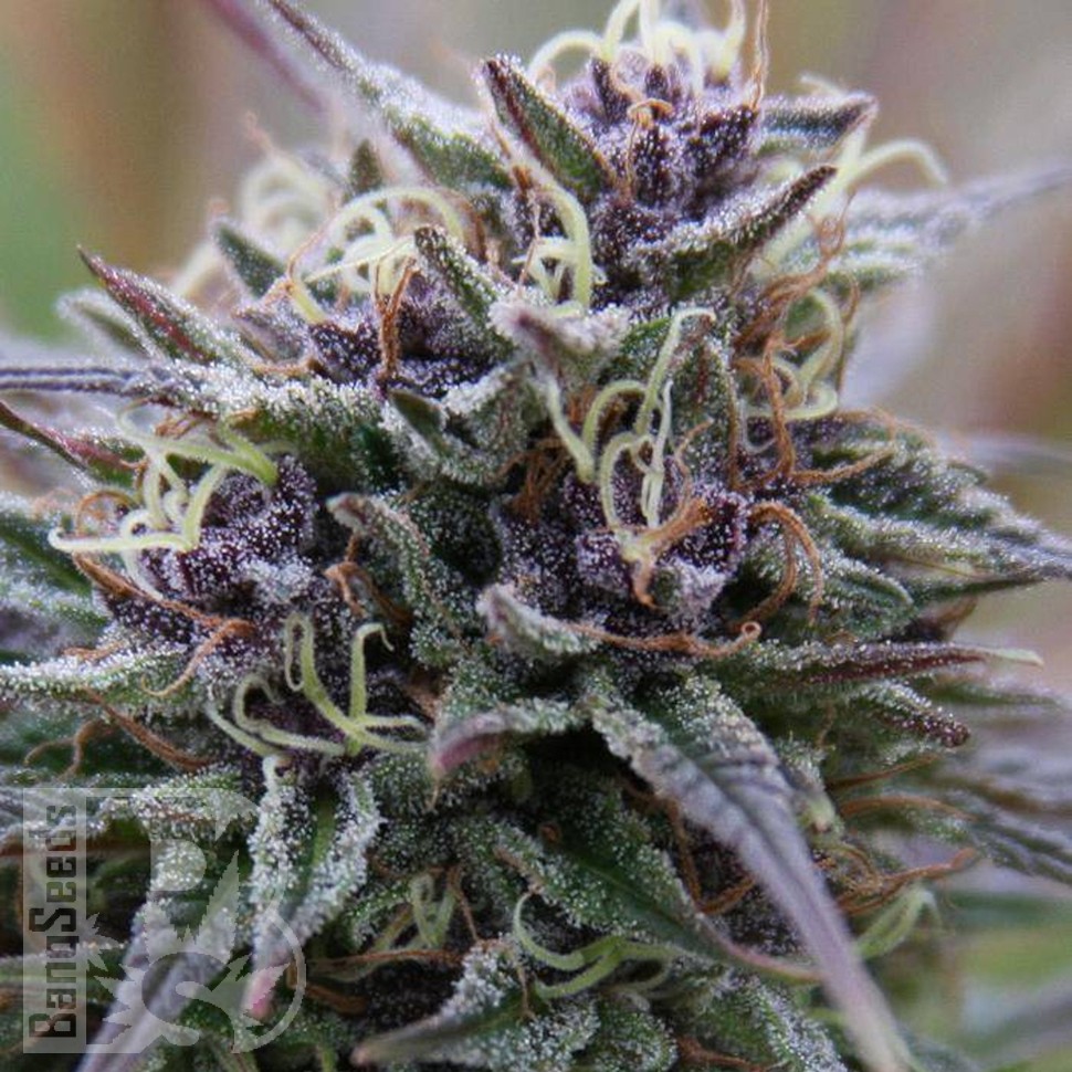 Семена  Auto Purple Sunset feminised Ganja Seeds