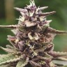 Семена  Auto Purple Sunset feminised Ganja Seeds