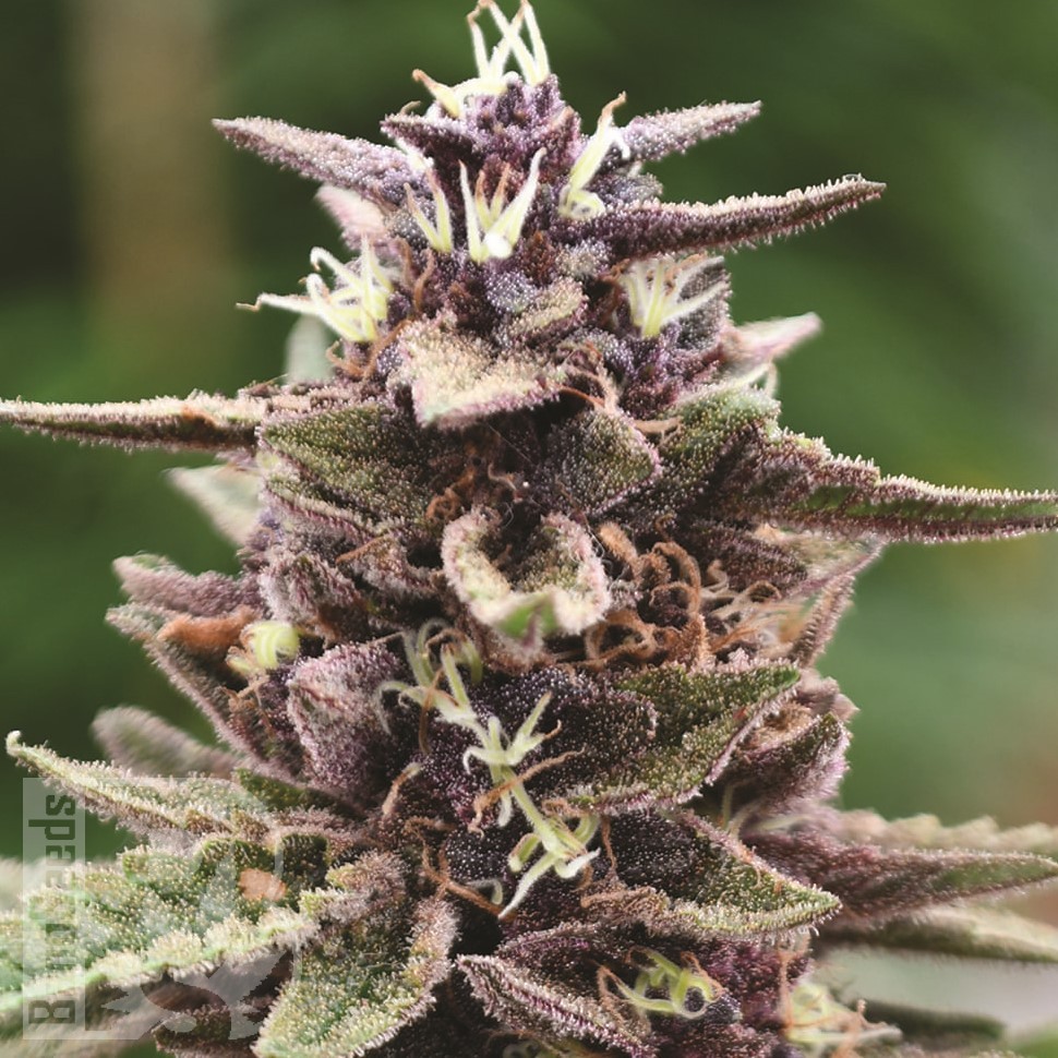 Семена  Auto Purple Sunset feminised Ganja Seeds