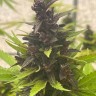 Семена  Auto Purple Sunset feminised Ganja Seeds