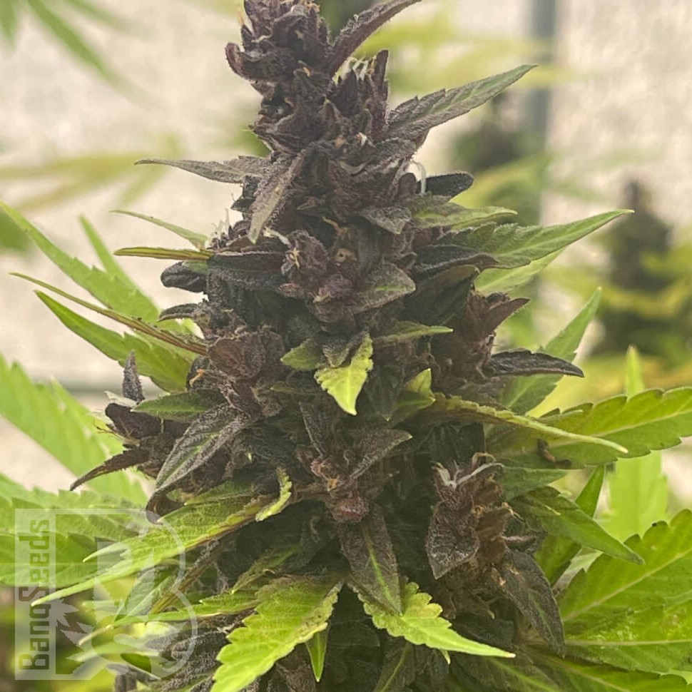 Семена  Auto Purple Sunset feminised Ganja Seeds