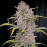 Семена  Auto Purple Sunset feminised Ganja Seeds