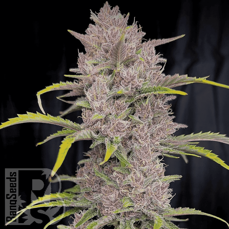 Семена  Auto Purple Sunset feminised Ganja Seeds