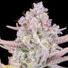 Семена  Auto Purple Sunset feminised Ganja Seeds