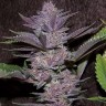 Семена  Auto Purple Sunset feminised Ganja Seeds