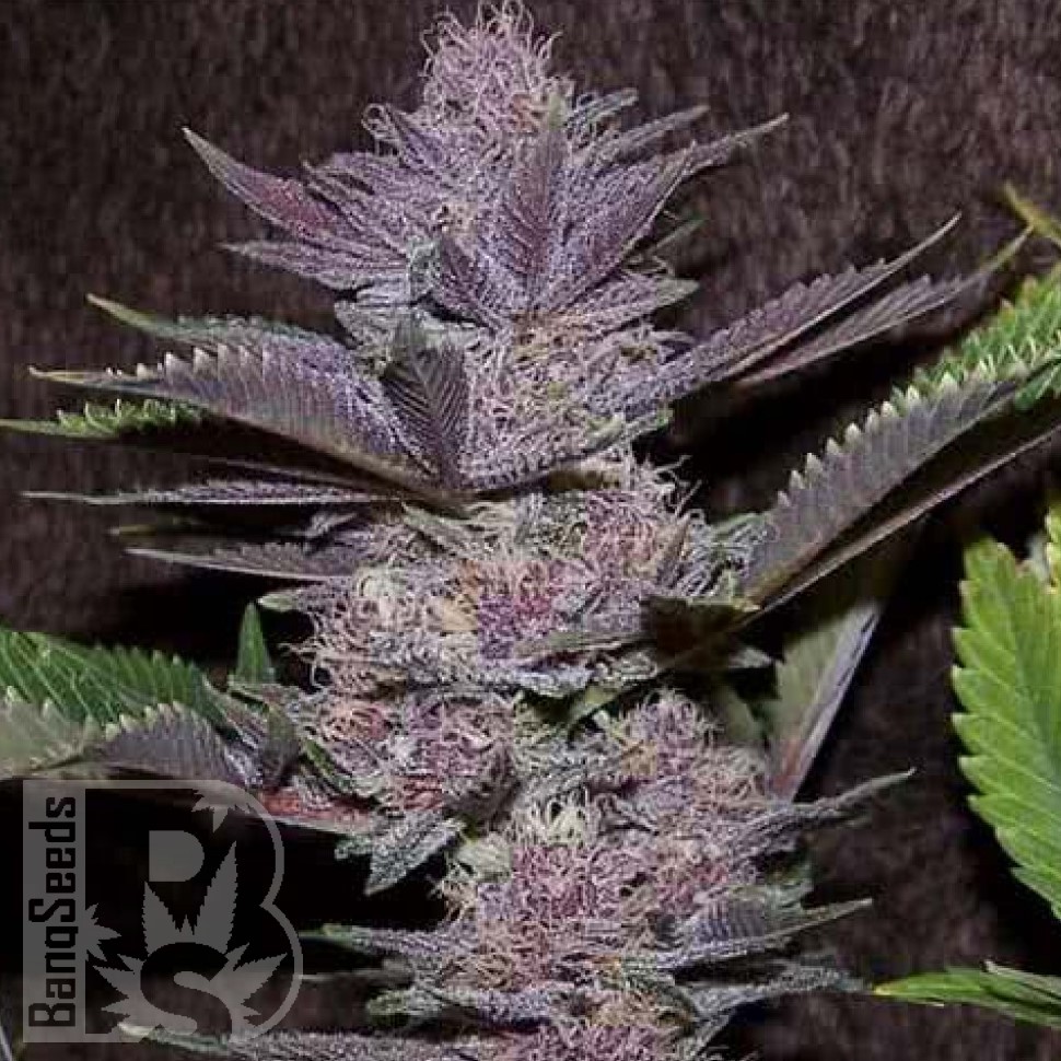 Семена  Auto Purple Sunset feminised Ganja Seeds