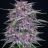 Семена  Auto Purple Sunset feminised Ganja Seeds